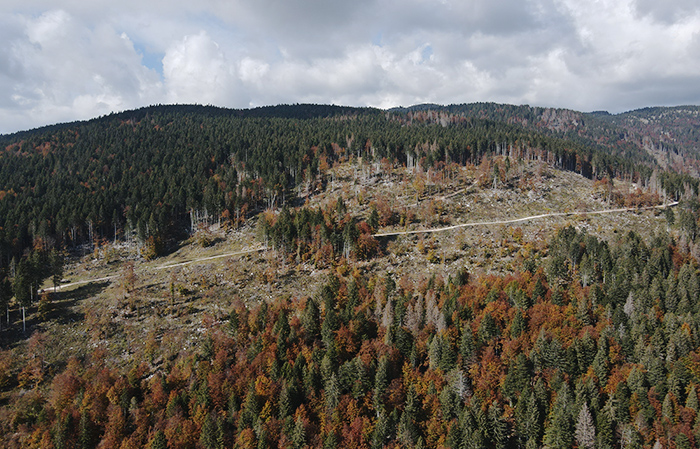 Area destinata al Bosco 800