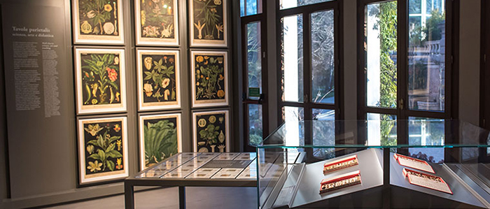 Museo botanico, Padova