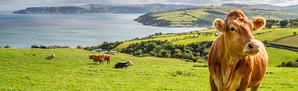 Sanità animale, allevamento e produzioni zootecniche