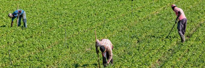 lavoratori in un campo 