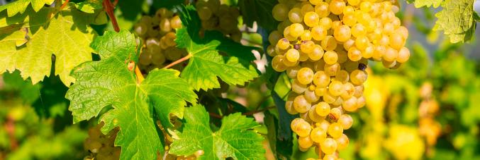 uva glera grappolo