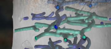 gallerie insetti legno 3D