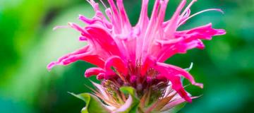 fiore della Monarda didyma L