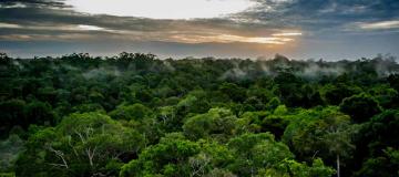 foto della foresta amazzonica